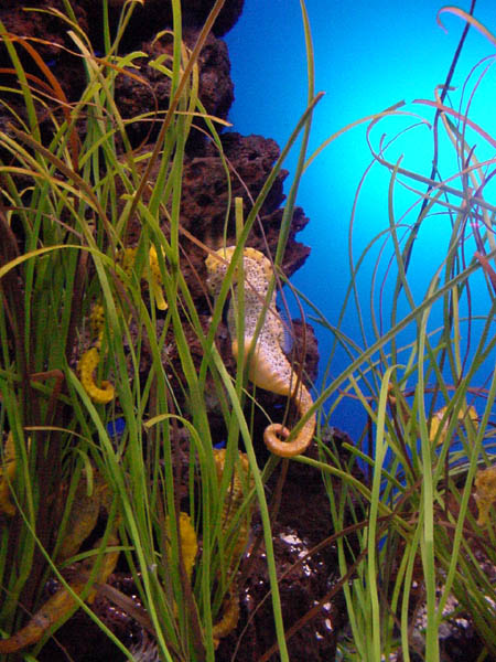 Морской конек в аквариуме / Фото из Испании