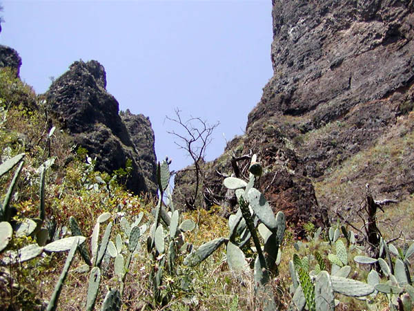 Типичный кактусовый пейзаж / Фото из Испании