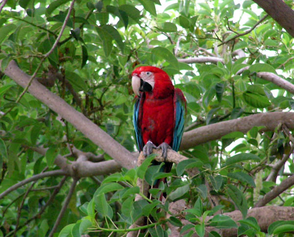 Попугай в Амазонии / Фото из Испании