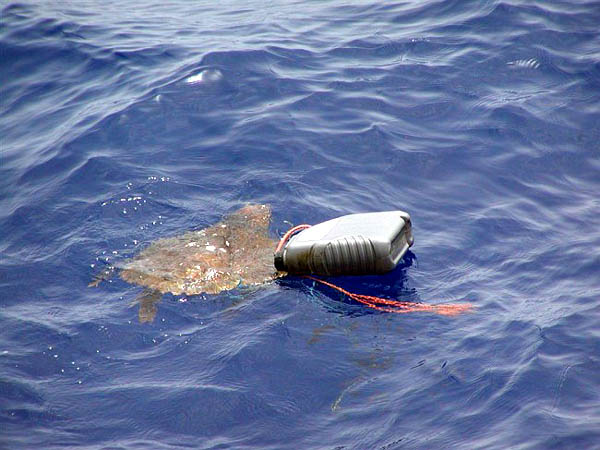 Черепаха Caretta caretta, случайно запутавшаяся в сетях / Фото из Испании