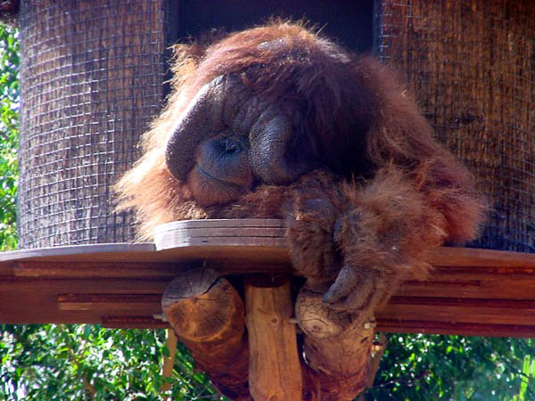 Вечно спящий обезьян в парке 'Орлы Тейде' / Фото из Испании