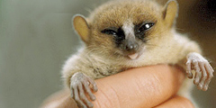 http://img.travel.ru/images2/2006/08/object93456/lemur_photos_mongabay_com.jpg
