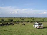 На сафари в Кении