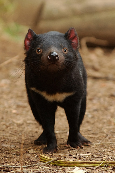 Портрет тасманийского дьявола / Фото из Австралии