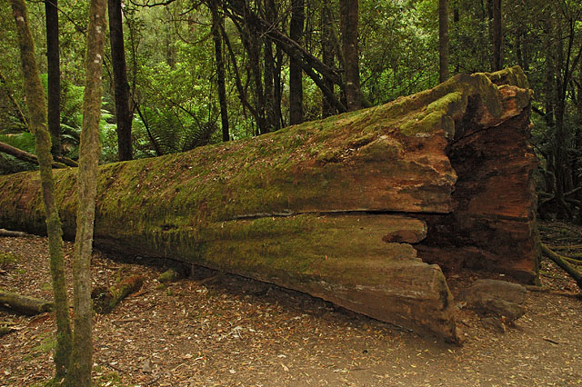 Tall Tree / ���� �� ���������