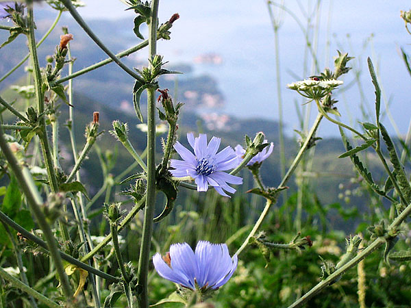 Полевые цветочки / Фото из Черногории