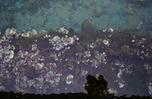 Цветущие водоросли в воде у пристани / Фото из Черногории