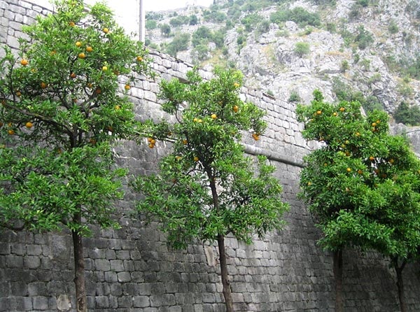 Стена города / Фото из Черногории