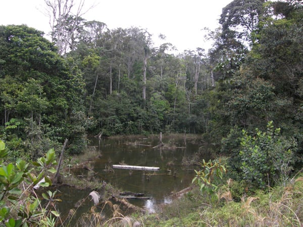 Облачный лес, Рорайма / Фото из Венесуэлы