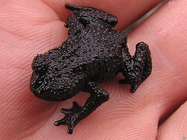 Маленькая черная жаба, плато Рорайма / Фото из Венесуэлы