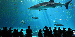 Десять популярных аквариумов мира World-aquarium_240x120