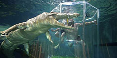Крокодил по имени Берт встречает гостей. // Reuters