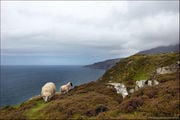 Овцы / Ирландия