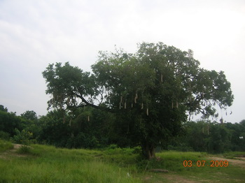 Колбасное дерево / Руанда