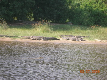 Нильские крокодилы / Руанда