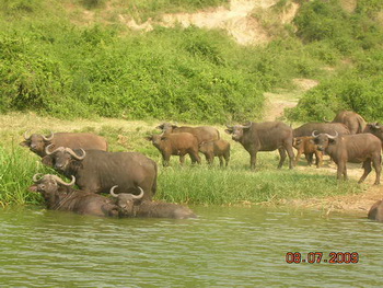 Стадо буйволов на водопое / Руанда