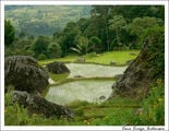 Рисовое земледелие / Индонезия