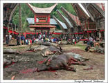 Массовый забой скота / Индонезия