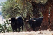 toro de lidia / Испания