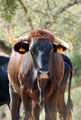 Бодливая корова / Испания