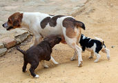 Маленькие андалусские собаки / Испания