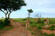 Жирафы / Кения