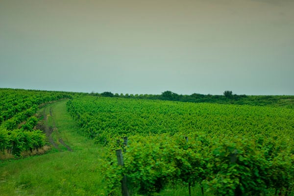 Виноградники в окрестностях Эгера / Фото из Венгрии