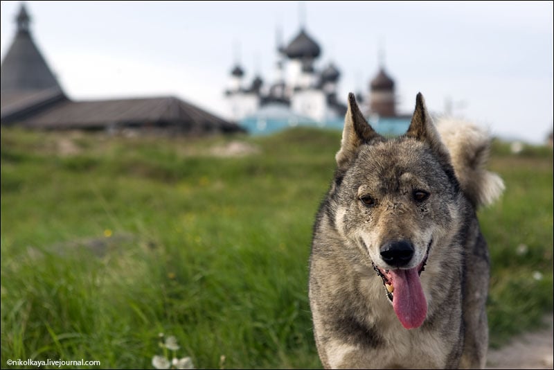 Собака с Соловецких островов / Фото из России