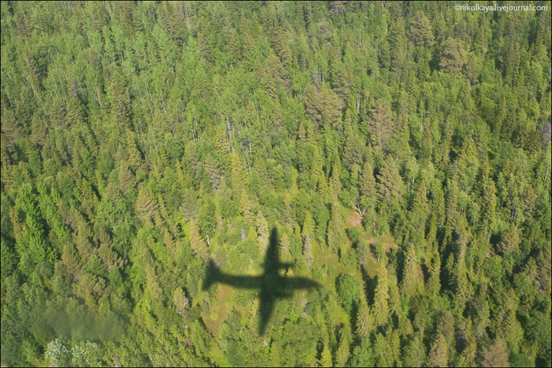 Лес Соловецких островов с самолета / Фото из России