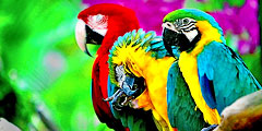 Зоопарк для попугаев появится в Чехии. // birdsgallery.net