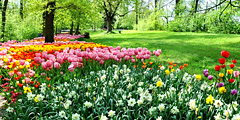 В парке высаживают тысячи тюльпанов. // arredoeconvivio.com