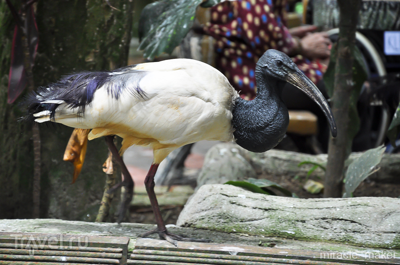Парк птиц KL Bird Park в Куала-Лумпуре