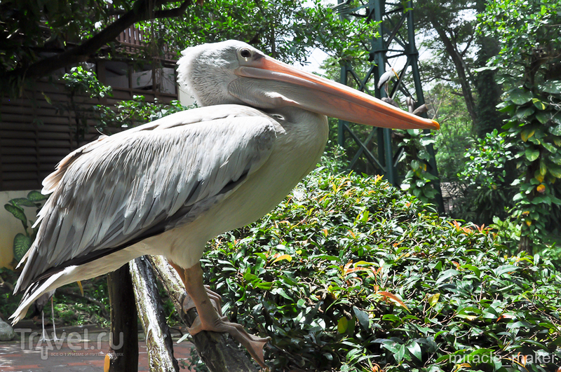 Парк птиц KL Bird Park в Куала-Лумпуре