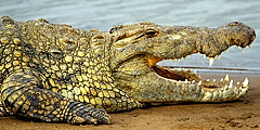 Голландские путешественники отдыхали в... Австралийские крокодилы продолжают...