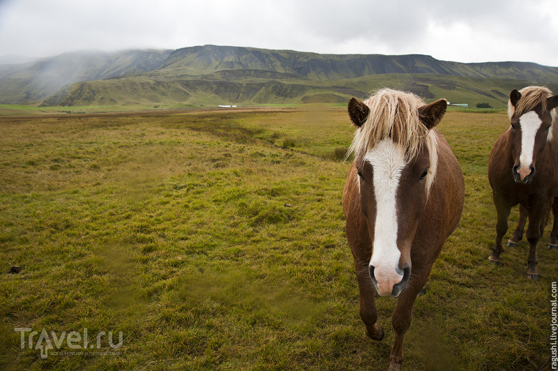 Исландия. Животный и прочий мир