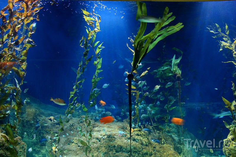 Валенсия, аквариум