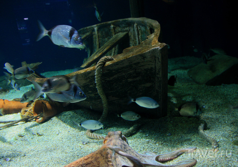 Валенсия, аквариум