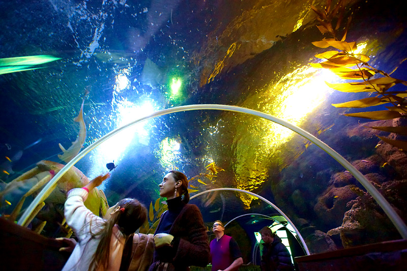 В аквариуме, через который проходит подводный тоннель, живет 10 видов акул