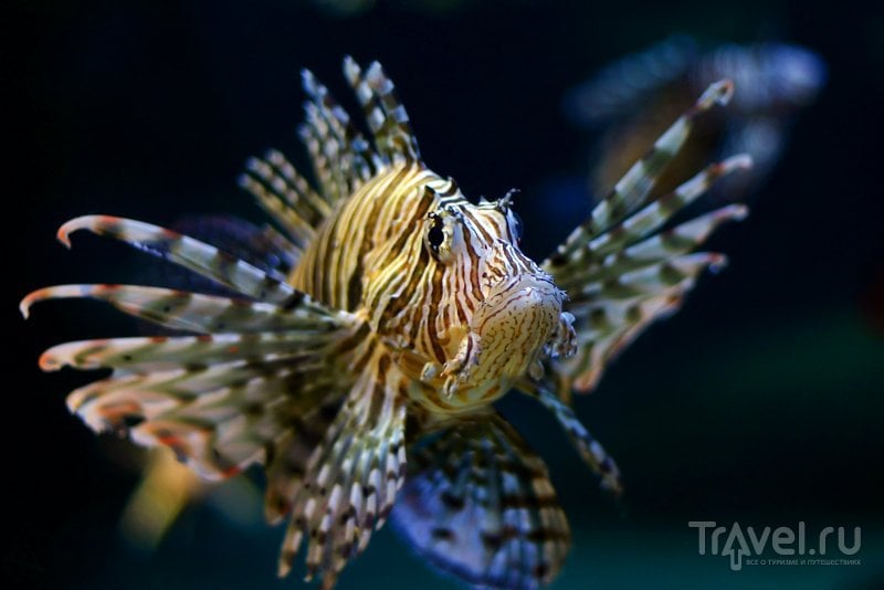 В аквариумах Тропикариума живут невероятно красивые тропические рыбки