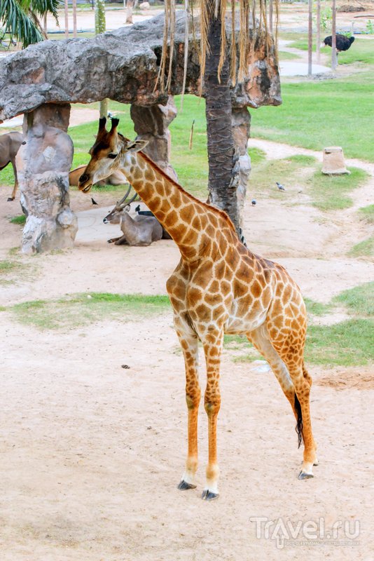 Зоопарке Кхао-Кео больше похож на сафари-парк