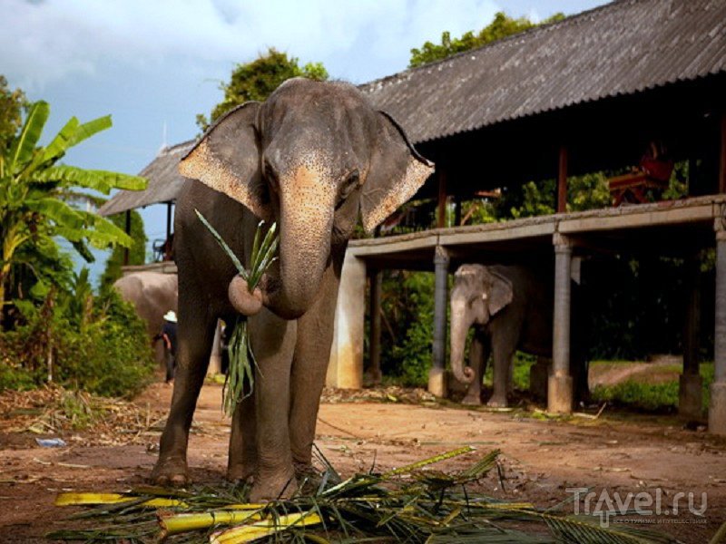В парке туристы могут покататься на слонах и сфотографироваться с ними