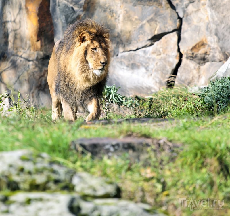 Посмотреть на царственных львов всегда приходит много туристов