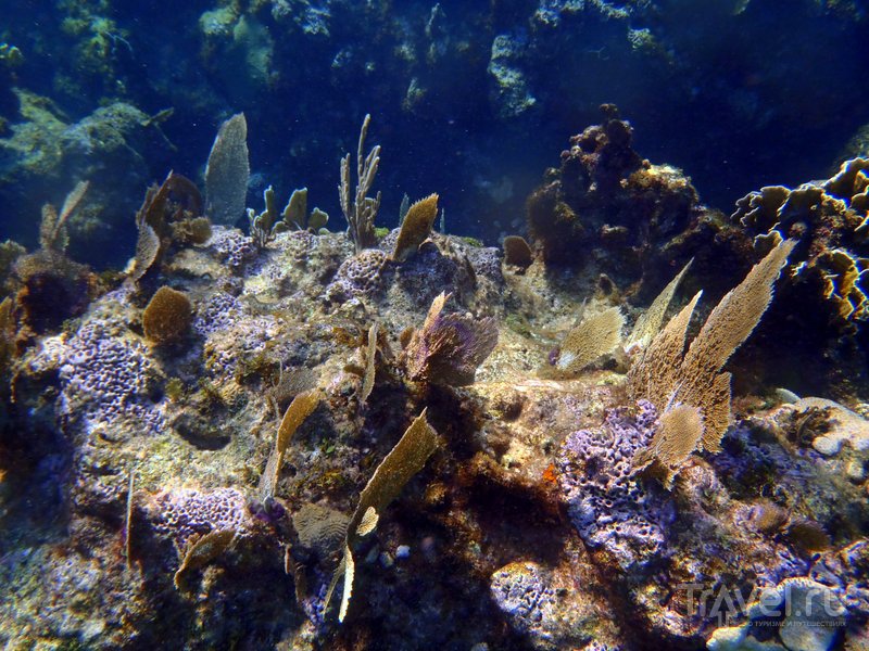 Подводный мир у берегов Варадеро очень красив.