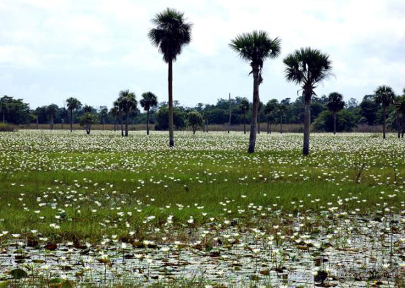 Главная ценность парка - уникальная экосистема мангровых болот