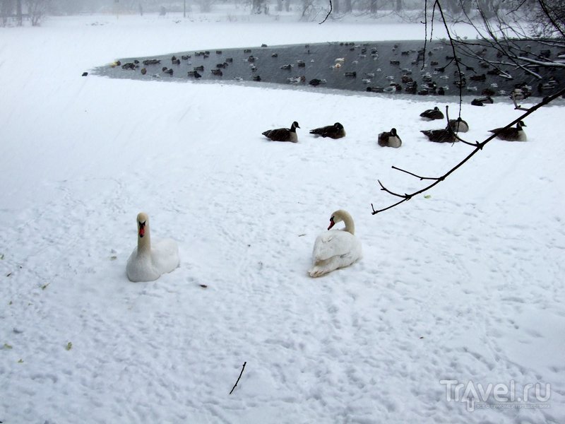 Даже зимой живущие в парке лебеди и утки никуда не улетают