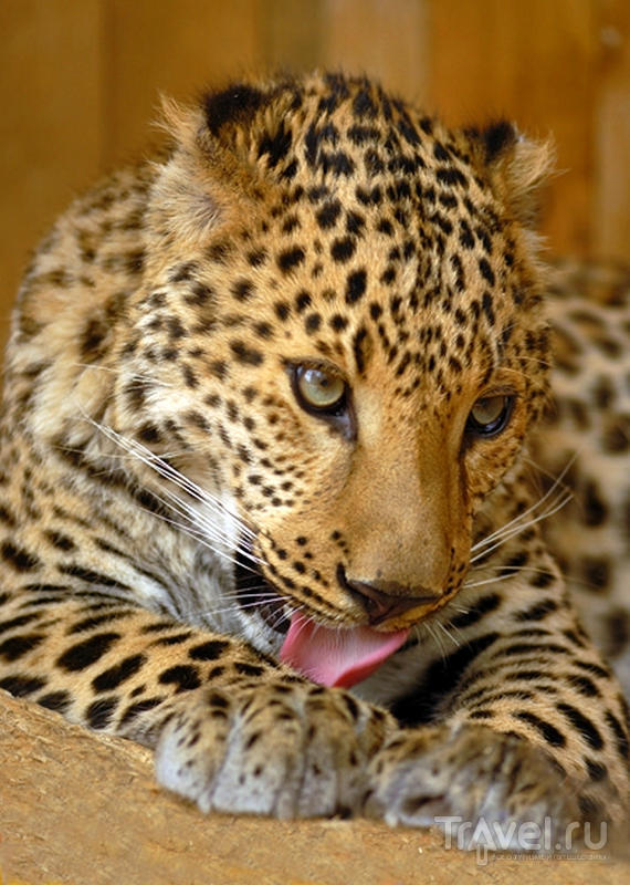 Африканский леопард.