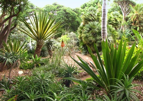 В Ботаническом саду в Пуэрто-де-ла-Крус
