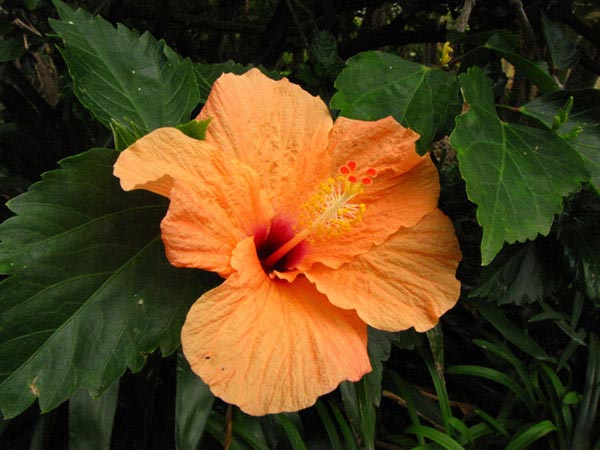 Цветок из Ботанического сада на Тенерифе