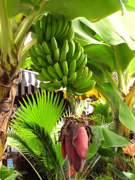 А вокруг раскинулись огромные банановые плантации