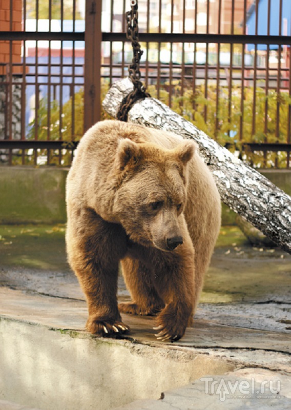 Белокоготный медведь